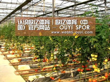 种植基地二(图1)