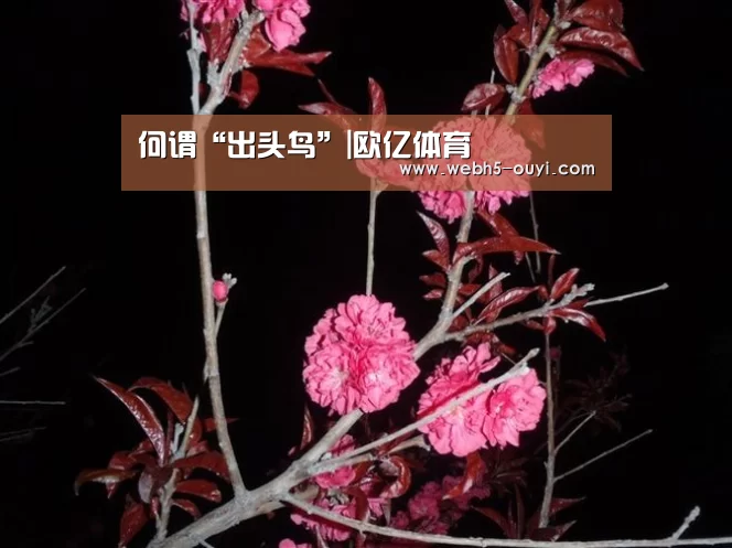 何谓“出头鸟”|欧亿体育(图1) 欧亿体育